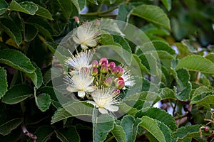 Pequi flower (Caryocar brasiliense).Brazilian fruit cerrado biome