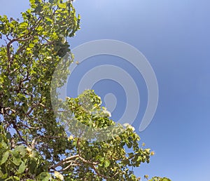 Pequi fruit (Caryocar brasiliense).Brazilian fruit cerrado biome