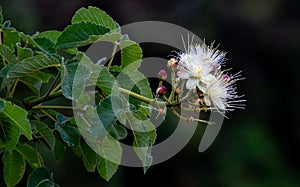 Pequi fruit (Caryocar brasiliense).Brazilian fruit cerrado biome.Flower