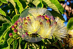 Pequi fruit (Caryocar brasiliense).Brazilian fruit cerrado biome photo