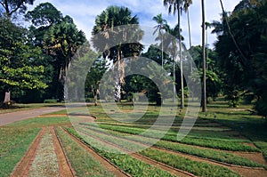 Peradeniya Botanical Garden, Kandy