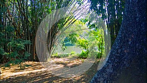 Peradeniya botanical garden kandy srilanka
