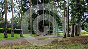 Peradeniya Royal Botanical Gardens - kandy - Sri lanka