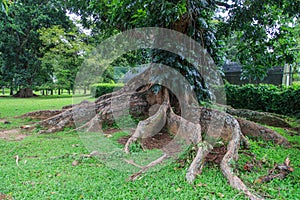 Peradeniya Royal Botanical Gardens - kandy - Sri lanka