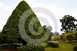 Peradeniya Royal Botanical Gardens - Kandy - Sri Lanka