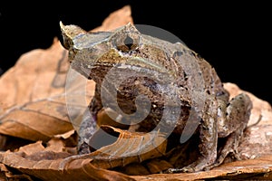 Perak horned toad (Megophrys aceras) photo