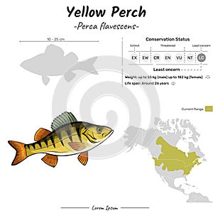 Perca flavescens yellow perch geographic range