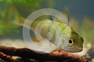 Perca fluviatilis, European perch, freshwater predator fish closeup view in freshwater European river biotope aquarium