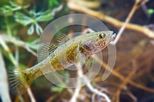Perccottus glenii, Chinese sleeper, freshwater predator in biotope aquarium