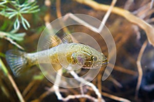 Perccottus glenii, Chinese sleeper, freshwater predator, mature macro photo