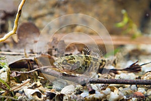 Perccottus glenii, Chinese sleeper, juvenile freshwater fish in biotope aquarium