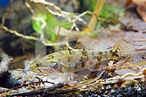 Perccottus glenii, Chinese sleeper, juvenile freshwater fish in biotope aquarium