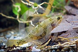 Perccottus glenii, Chinese sleeper, juvenile freshwater fish in biotope aquarium, closeup