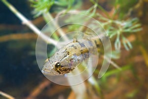 Perccottus glenii, Chinese sleeper, juvenile freshwater predator in biotope aquarium