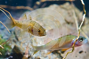 Perccottus glenii, Chinese sleeper, and Perca fluviatilis, European perch, freshwater predators