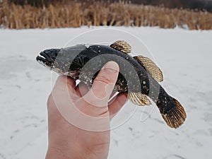 Perccottus glenii fish caught on winter fishing in the hand of a fisherman