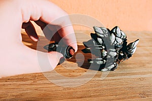 Percebes or Goose barnacles or gooseneck barnacles shell fish seafood