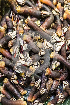 Percebes goose barnacles rare unusual seafood on display in Port