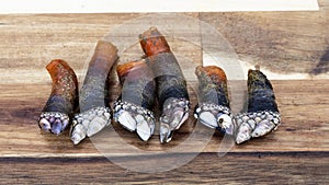 Percebes Gooseneck Barnacles photo