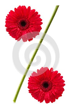 Percent sign from gerbera daisy flowers