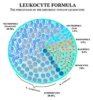 The percentage of different types of white blood cells. Leukocyte formula. Neutrophils, monocytes, lymphocytes photo