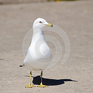 The Perceptive Herring Gull