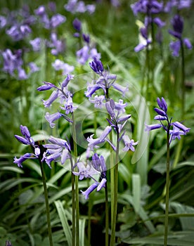 Perceton Woods By Irvine North Ayrshire Scotland and some early Blubells