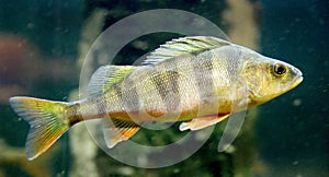 Perch 1