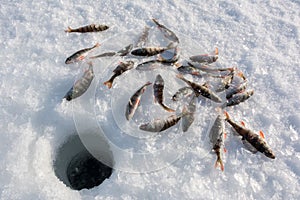 Perch around an ice fishing hole photo