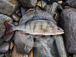 Perch, bass, freshwater fish