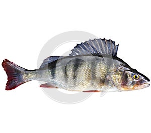 Perch, bass, freshwater fish