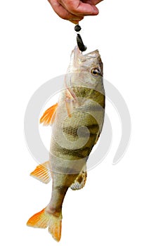 Perch caught on bait