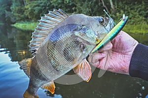 Perch close-up in the hand of the angler