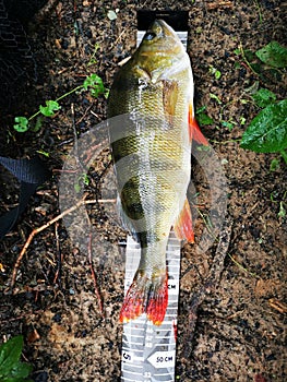Perch 46cm Oldenburg