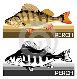 Perch common fish. Predatory river fish. European fish. Edible. Fishing for perch. River, lake. Striped. Barbed. Introduced to Afr