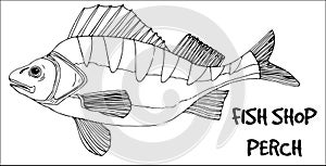 Perch fish doodle in lines on white background.