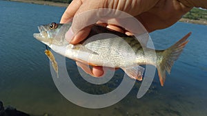 Perch fish on fishermans hand