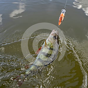 Perch fish on hook in water. Perch fishing on crankbait photo