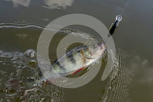 Perch fish on hook in water. Perch fishing on crankbait photo