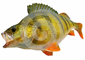 Perch fish isolated on white backgrorund