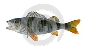 Perch fish isolated on white background. Perca fluviatilis