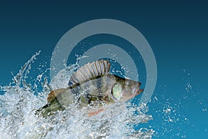 Perch fish jumping with splashing in water