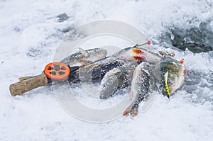 Perch fish lies on snow. Winter Ice fishing concept