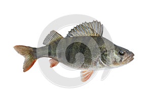 Perch fish. Live trophy isolated on white background. Perca fluviatilis