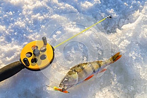 Perch fish with rod lying on the ice, closeup. Winter fishing.