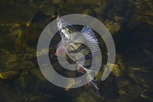 Perch fish trophy in water. Fishing background photo