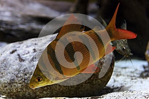 Perch fish underwater