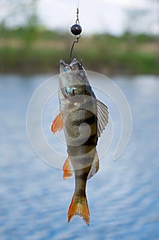 Perch fished photo