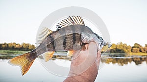 Perch in fisherman hands