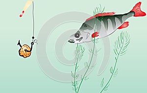 Perch fishing